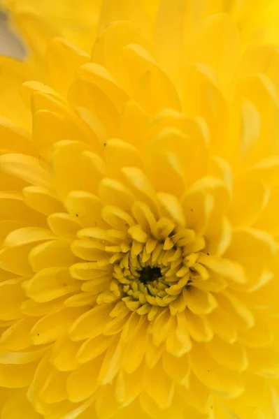 stock image close up of beautiful  bright autumn chrysanthemum