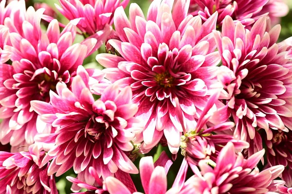 Stock image close up of beautiful  bright autumn chrysanthemums