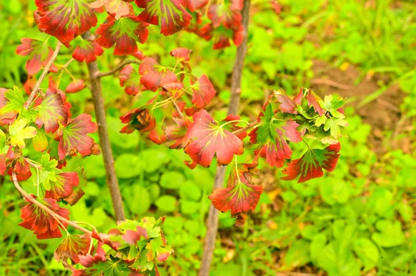 Жовте Листя Деревах Парку Природа — стокове фото