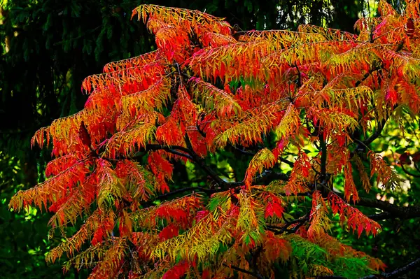 stock image yellow leaves  on trees in the park, nature 