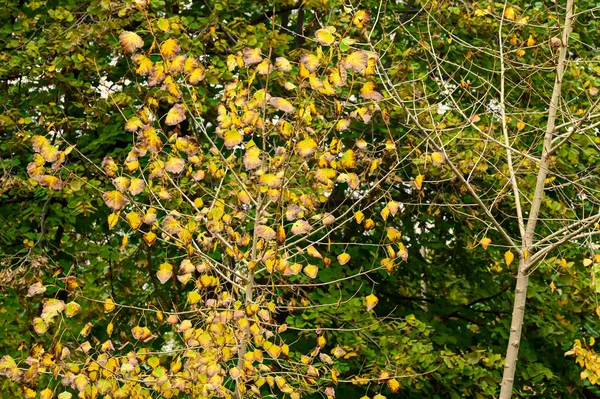 Gula Löv Träd Parken Natur — Stockfoto