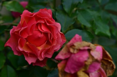 Parlak sonbahar çiçeklerini kapatın.