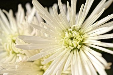 güzel sonbahar çiçekler, yakın çekim