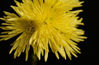 Koyu arkaplanda güzel sarı çiçekler