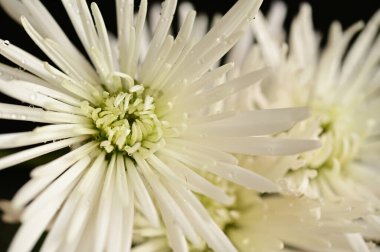 güzel sonbahar çiçekler, yakın çekim