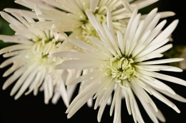 güzel sonbahar çiçekler, yakın çekim