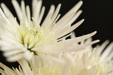 güzel sonbahar çiçekler, yakın çekim