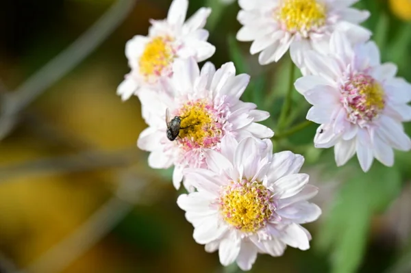 Пчела Сидит Красивых Белых Цветах Растущих Саду — стоковое фото