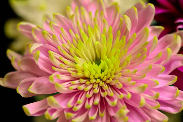 Primer Plano Hermosa Flor Crisantemo — Foto de Stock