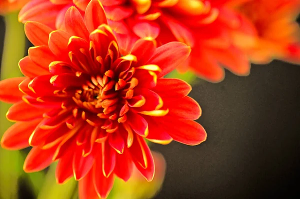 stock image beautiful  autumn  flowers, close up