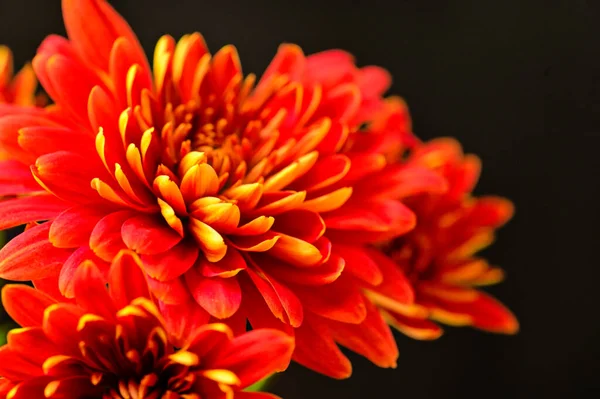 Hermosas Flores Otoño Cerca — Foto de Stock