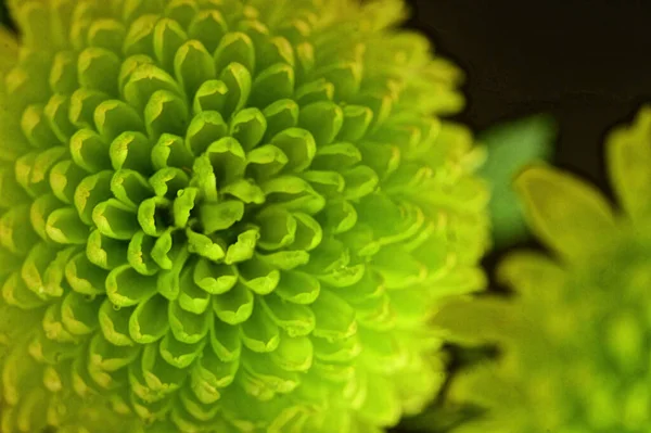 Green Chrysanthemums Black Background — Stock Photo, Image