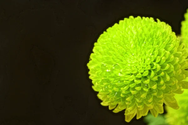 黒の背景に緑の菊 — ストック写真