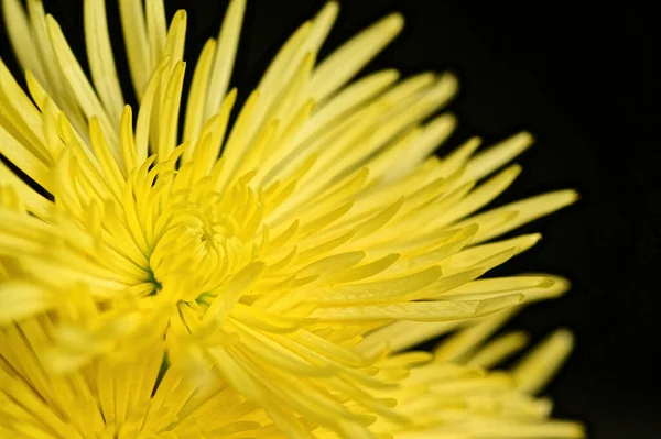 Hermosas Flores Amarillas Sobre Fondo Oscuro —  Fotos de Stock