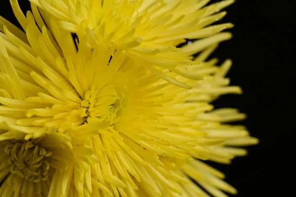Schöne Gelbe Blumen Auf Dem Dunklen Hintergrund — Stockfoto