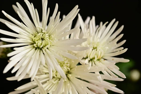 Beautiful Autumn Flowers Close — Stock Photo, Image