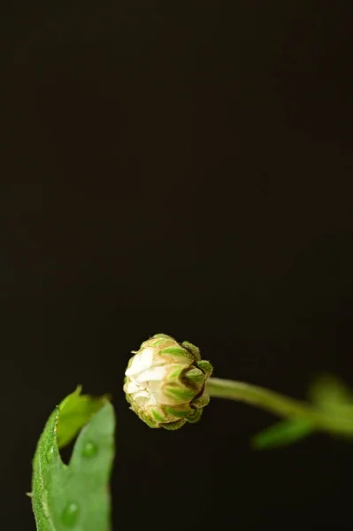 Zbliżenie Piękny Kwiat Chryzantemy — Zdjęcie stockowe