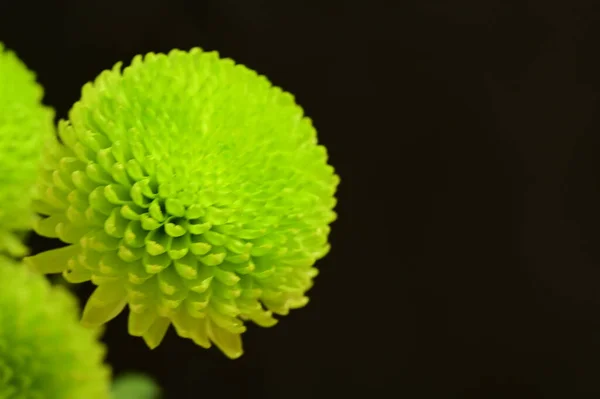 Chrysanthèmes Verts Sur Fond Noir — Photo