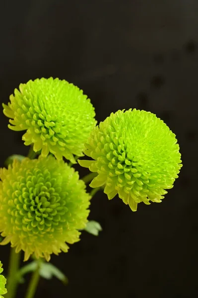 Crisantemi Verdi Sfondo Nero — Foto Stock