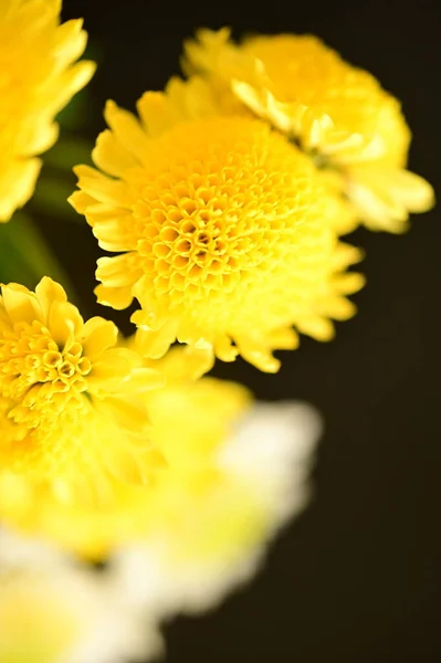 Hermosas Flores Amarillas Sobre Fondo Oscuro — Foto de Stock