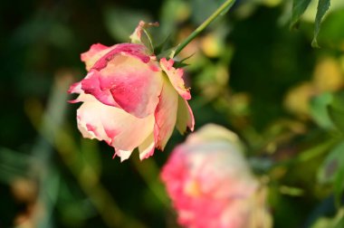 Bahçede büyüyen beyaz ve pembe güller