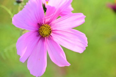 bahçede büyüyen güzel pembe çiçekler