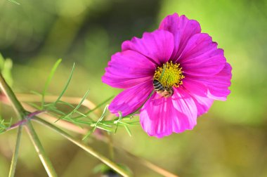 Bahçede büyüyen güzel pembe çiçeklerin üzerinde oturan arı.