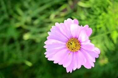 bahçede büyüyen güzel pembe çiçekler