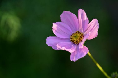 bahçede büyüyen güzel pembe çiçekler