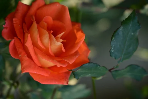 Czerwony Kwiat Róży Rośnie Ogrodzie — Zdjęcie stockowe