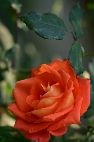 Rose Rouge Fleur Poussant Dans Jardin — Photo