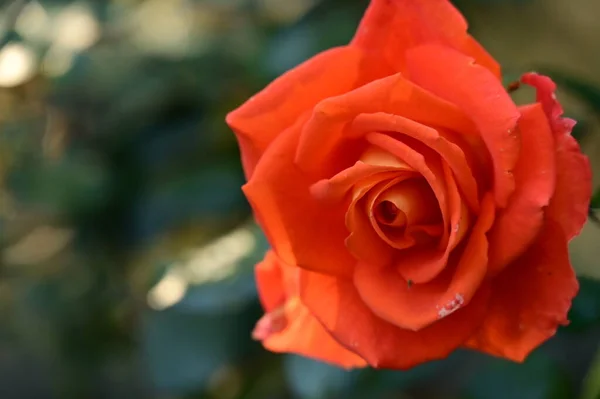 stock image red rose flower growing in the garden