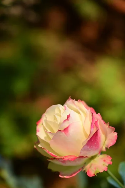Bílá Růžová Růže Květiny Rostoucí Zahradě — Stock fotografie