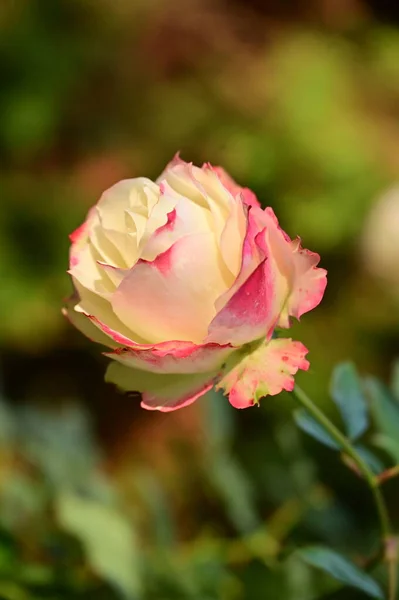 Mawar Putih Dan Merah Muda Bunga Tumbuh Taman — Stok Foto