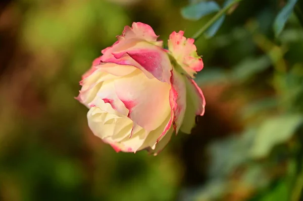 Flor Rosa Branca Rosa Crescendo Jardim — Fotografia de Stock