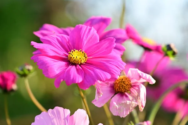 Növekszik Kert Gyönyörű Rózsaszín Virágok — Stock Fotó