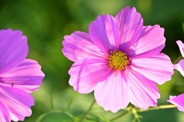 美丽的粉红色花朵在花园里生长 — 图库照片
