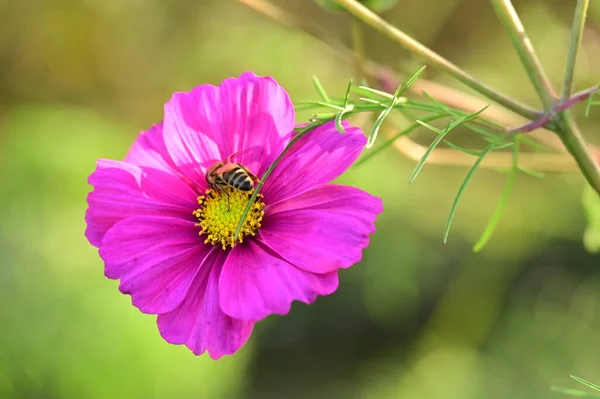 Пчела Сидит Красивых Розовых Цветах Растущих Саду — стоковое фото