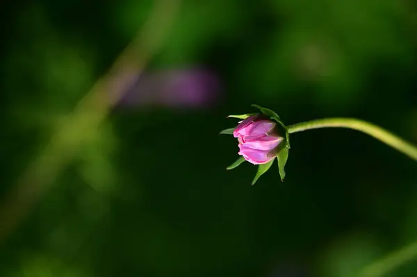 Vackra Olösta Rosa Blommor Växer Trädgården — Stockfoto