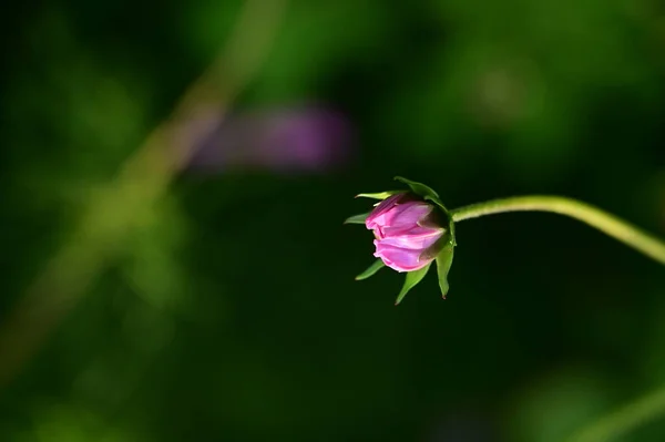 정원에서 자라는 아름다운 분홍빛 — 스톡 사진