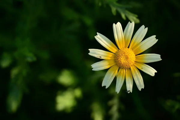 Κοντινό Πλάνο Του Όμορφου Λουλουδιού — Φωτογραφία Αρχείου