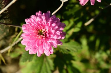 bahçede büyüyen güzel pembe çiçekler