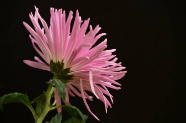 Koyu arkaplanda güzel pembe çiçekler