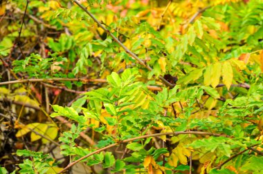 Sarı ağaç dalları, altın sonbahar mevsimi konsepti