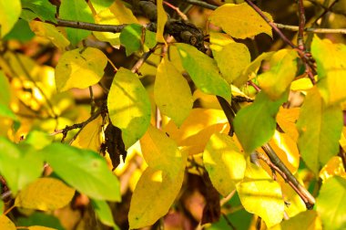 Sarı ağaç dalları, altın sonbahar mevsimi konsepti