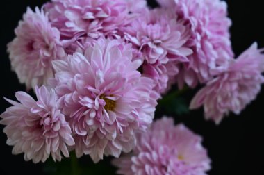 Güzel kasımpatı çiçekleri, yaklaşın