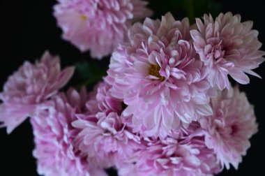 Güzel kasımpatı çiçekleri, yaklaşın