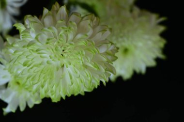 Güzel kasımpatı çiçekleri, yaklaşın