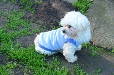 Parktaki çimenlikte bir köpek 