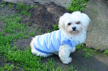 Parktaki çimenlikte bir köpek 